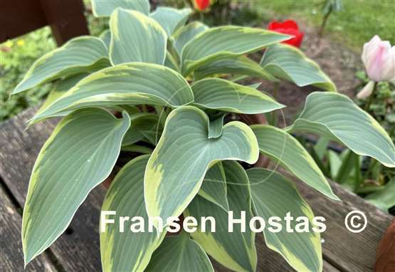 Hosta Grey Glacier